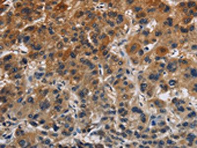 CLDN8 Antibody