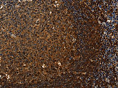 CLDN8 Antibody