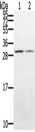 CLDND1 antibody