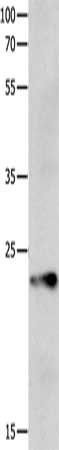 CLDND1 antibody