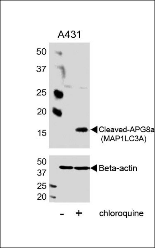 Cleaved LC3 antibody