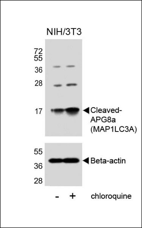 Cleaved LC3 antibody