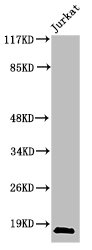 CASP2 Antibody