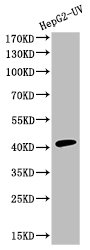 CASP9 Antibody