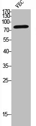 Cleaved-COL1A2 (G1102) Antibody