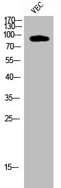 Cleaved-COL1A2 (G1102) Antibody