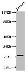 Cleaved-COL4A3 (P1426) Antibody