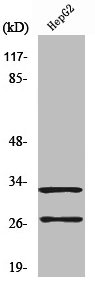 Cleaved-CTSG (I21) Antibody