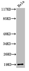 Cleaved-F2 (R327) Antibody