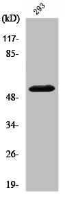 MMP14 Antibody