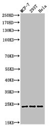 Cleaved-PARP1 (D214) antibody