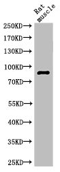 Cleaved-PARP1 (G215) Antibody