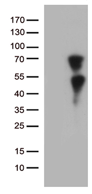 CLEC10A Antibody