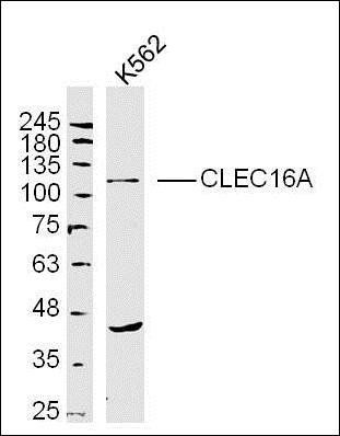 CLEC16A antibody