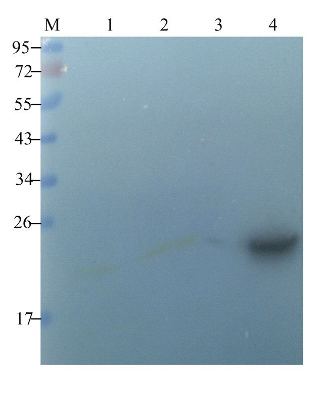 CLEC1B antibody