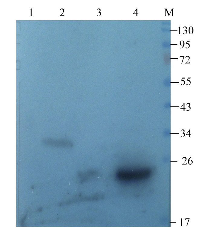 CLEC1B antibody