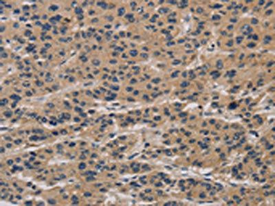 CLEC2A Antibody