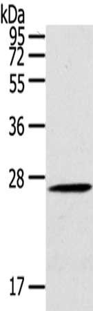 CLEC4A Antibody