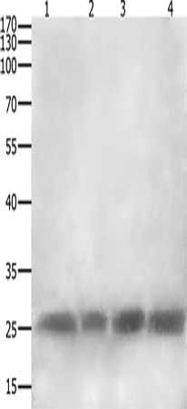 CLEC4A antibody