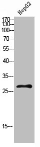 CLEC4A antibody