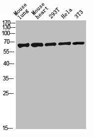 CLEC4M antibody