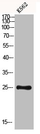 CLEC6A Antibody