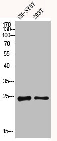 CLEC6A Antibody