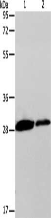 CLEC7A Antibody