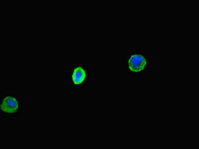 CLEC9A Antibody
