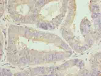 CLGN antibody