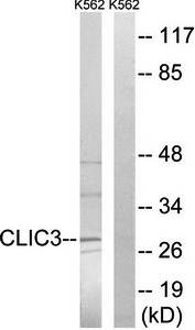 CLIC3 Antibody