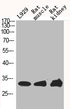 CLIC4 Antibody