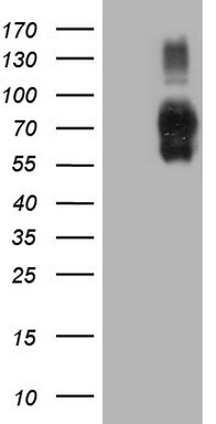 CLINT1 Antibody