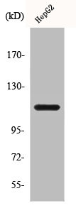 CLIP2 antibody