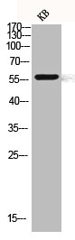 CLK1 Antibody