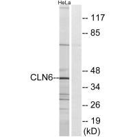 CLN6 antibody