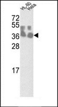 CLNS1A antibody