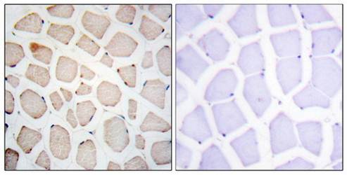 Clock Antibody