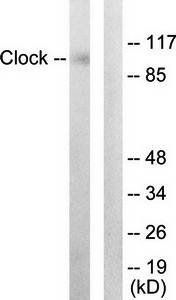 Clock Antibody