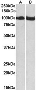 CLOCK (aa458-472) Antibody