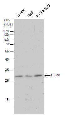 CLPP antibody