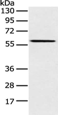 CLPTM1L Antibody