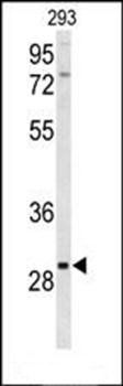 CLRN3 antibody