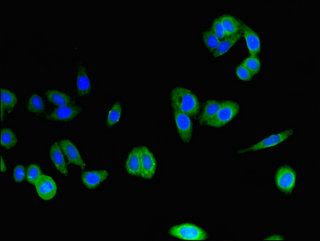 CLSTN2 antibody