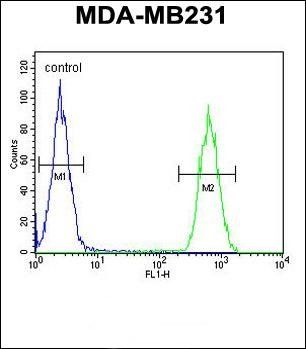 CLTA antibody