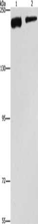 CLTC Antibody