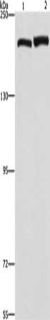 CLTC Antibody