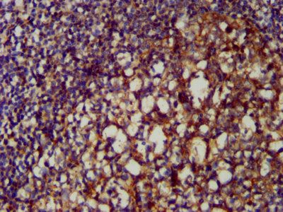 CLU Antibody