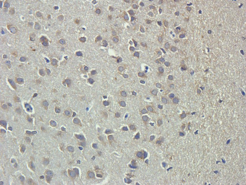CLU antibody