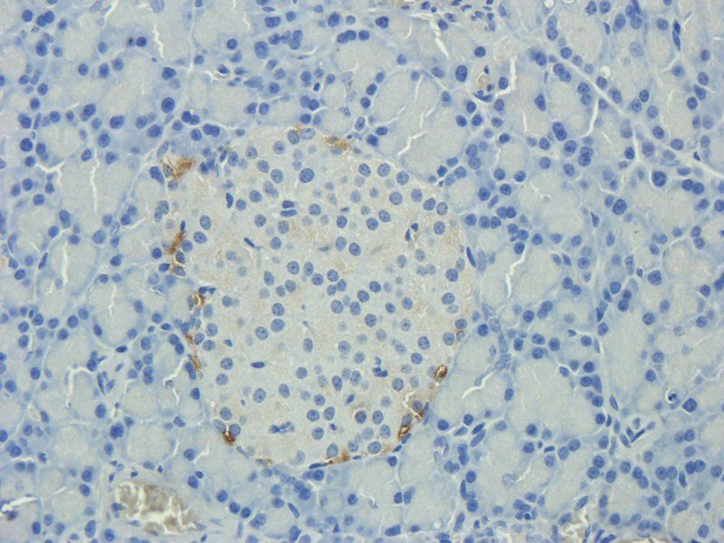 CLU antibody